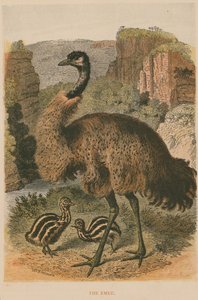 Der Emu