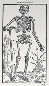 Die Vorderseite der Knochen, Tafel aus The Historie of Man, veröffentlicht von John Banister (1540-1610), 1578 von English School