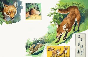 Der Fuchs