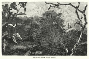 Die Gartenkreuzspinne, Epeira diadema von English School