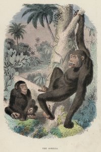 Der Gorilla