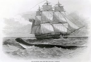 Die große Seeschlange, als sie zum ersten Mal von der H.M.S. Daedalus gesehen wurde von English School