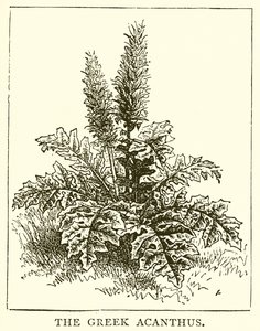 Der griechische Akanthus