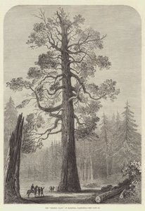 Der "Grizzly Giant" von Mariposa, Kalifornien