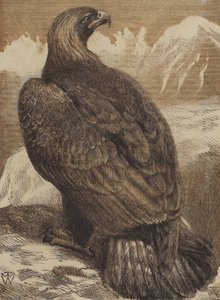 Der König der Berge (farbige Gravur)