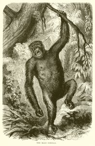 Der männliche Gorilla von English School