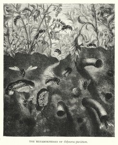 Die Metamorphosen von Odynerus parietum (Stich)