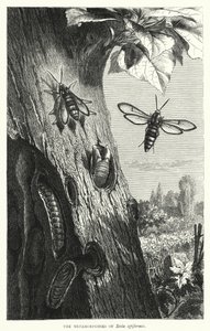 Die Metamorphosen von Sesia apiformis von English School