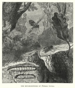 Die Metamorphosen von Tabanus bovinus (Stich)