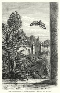Die Metamorphosen von Zygaena filipendulae, "Der Sechsfleck-Widderchen" (Stich) von English School