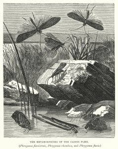 Die Metamorphosen der Köcherfliegen, Phryganea flavicornis, Phryganea rhombica und Phryganea fusca von English School