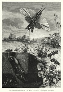 Die Metamorphosen der Maulwurfsgrille, Gryllotalpa vulgaris (Stich) von English School