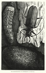 Die Metamorphose von Acanthophorus serraticornis von English School
