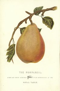 Der Nonpareil