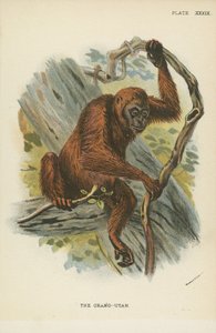 Der Orang-Utan von English School