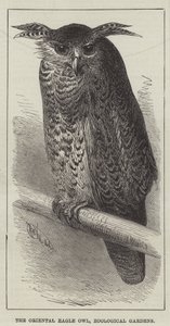 Der orientalische Uhu, Zoologische Gärten (Gravur) von English School