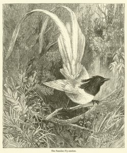 Der Paradiesvogel (Gravur)