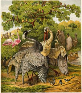 Der Pfau zu Hause von English School