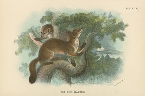Der Baummarder von English School