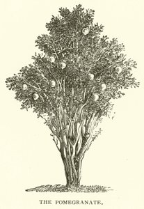 Der Granatapfel