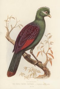 Der Purpurkronenturako, Corythaix Macrorhynchus