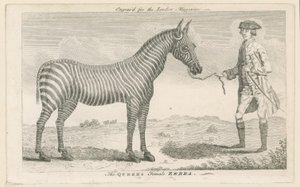 Die weibliche Zebra der Königin