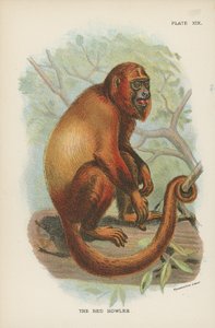 Der Rote Brüllaffe