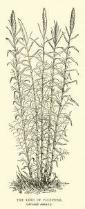 Das Schilfrohr von Palästina, Arundo donax von English School