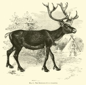 Das Rentier, Cervus tarandus von English School