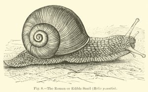 Die römische oder essbare Schnecke (Helix pomatia)