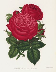 Der Rosengarten: Königin von Waltham, HP