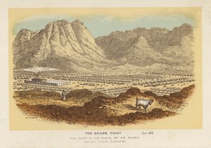 Der Sündenbock, das Lager in der Ebene von Er Raheh, Berg Sinai, Horeb von English School