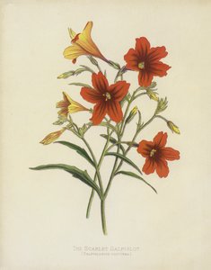 Die Scharlachrote Salpiglot, Salpiglossis Coccinea