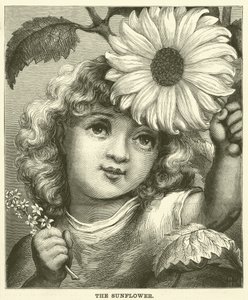 Die Sonnenblume (Gravur)