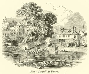 Der Schwan in Ditton