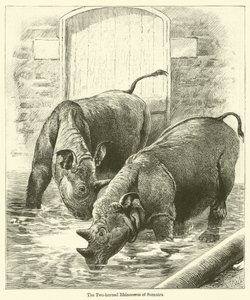 Das zweihörnige Nashorn von Sumatra von English School