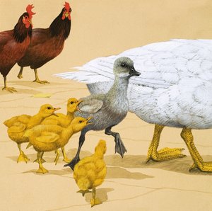 Das hässliche Entlein