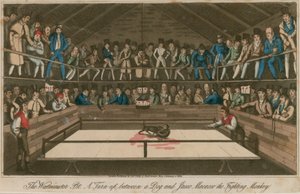 Der Westminster Pit: Ein Aufeinandertreffen zwischen einem Hund und Jacco Macacco, dem kämpfenden Affen von English School
