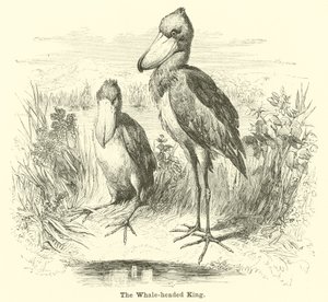 Der Wal-König
