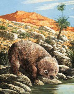 Der Wombat