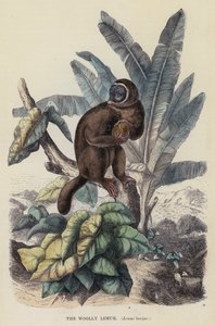 Der Wollige Lemur, Lemur laniger