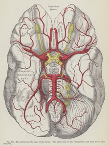 Die Arterien an der Basis des Gehirns