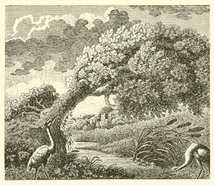Die Eiche und das Schilfrohr von English School