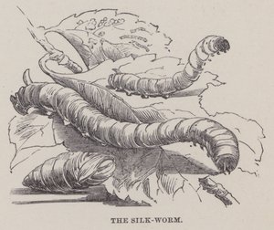 Die Seidenraupe
