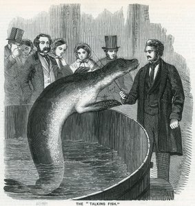 Der sprechende Fisch von English School