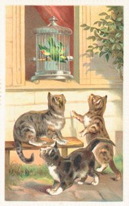 Drei Katzen sitzen unter einem Fenster