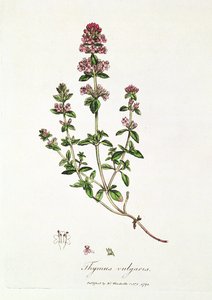 Thymian, Thymus vulgaris, veröffentlicht von Dr. Woodville