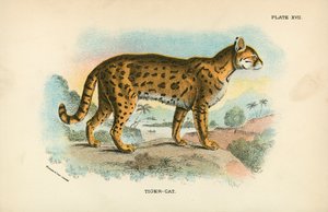 Tigerkatze von English School