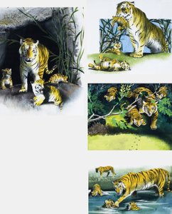 Tiger und Junge