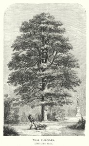 Tilia Europaea, die Linde (Gravur) von English School